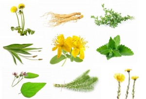 Zioła i rośliny lecznicze