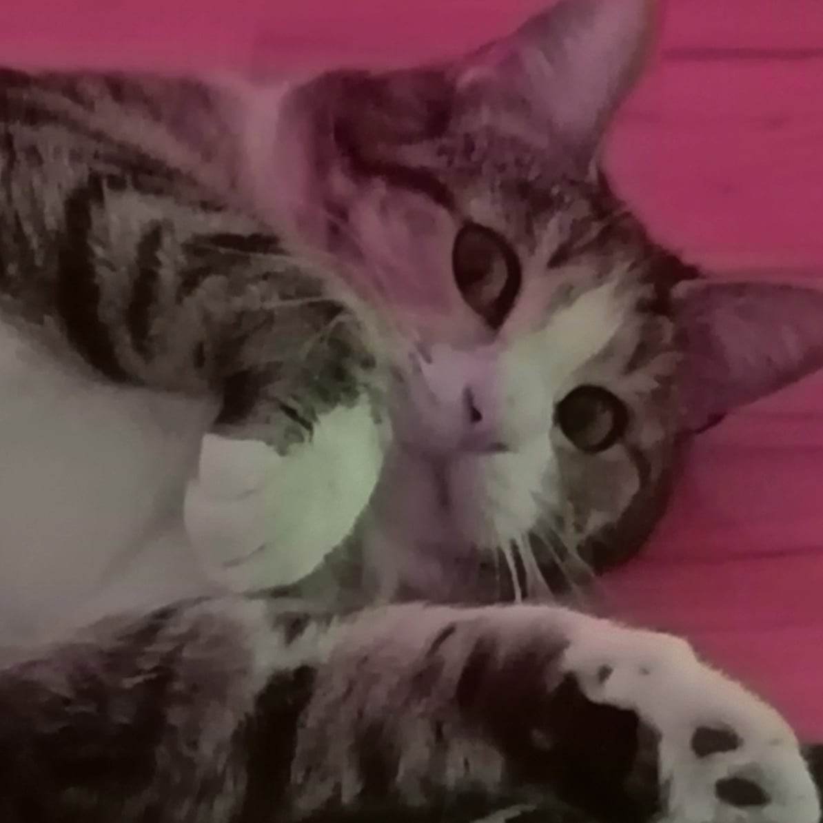 Bella3437