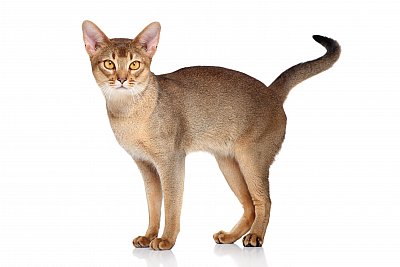 Abyssinian