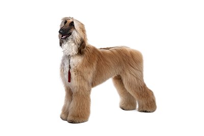 Afghan hound