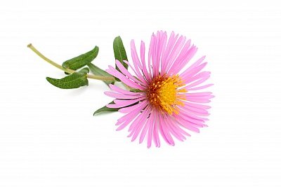 aster