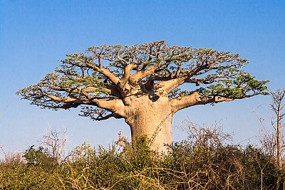 baobab