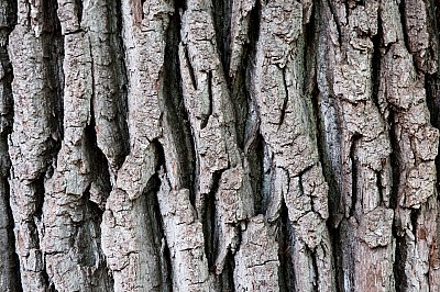 bark