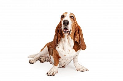 basset hound