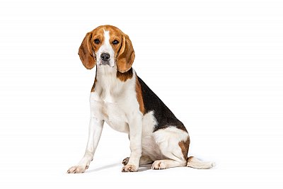 beagle