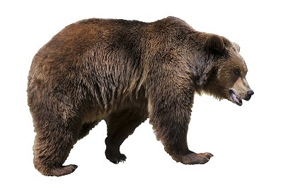 bear