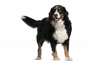 Bernese mountain dog