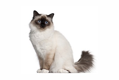 Birman