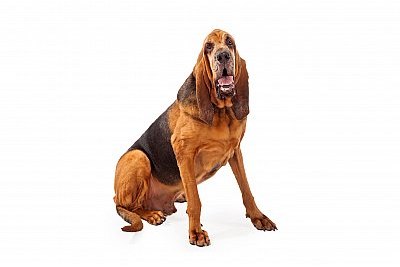 bloodhound