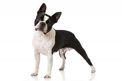 Boston terrier