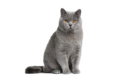 British shorthair