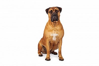 bullmastiff