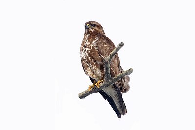 buzzard