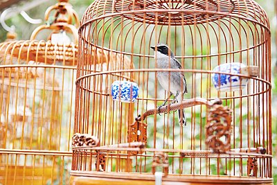 cage