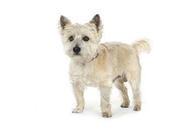 Cairn terrier