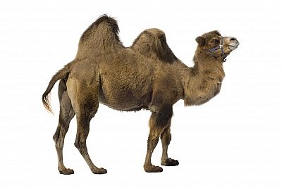 camel