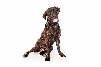 cane corso, Italian mastiff