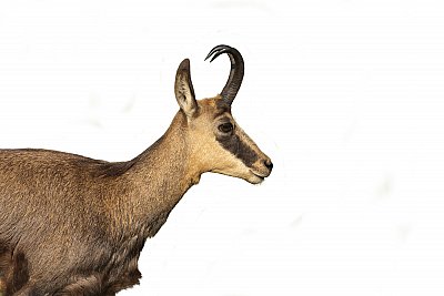 chamois