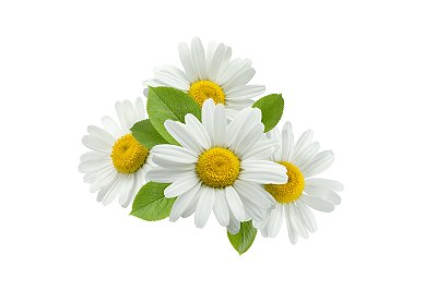 camomile