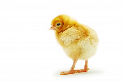 chick