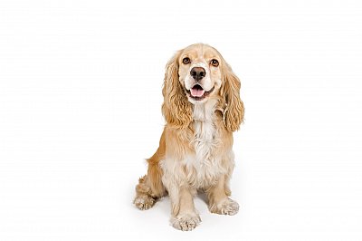 cocker spaniel