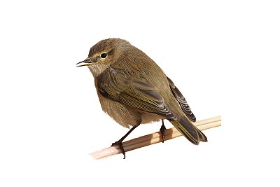 common chiffchaff