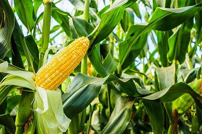 corn