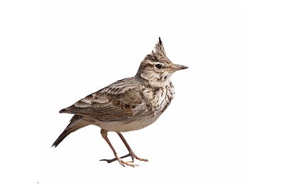 crested lark