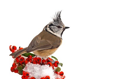 crested tit