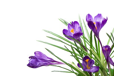 crocus
