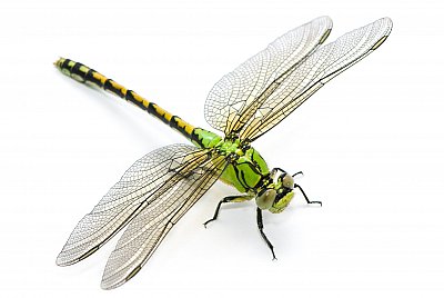dragonfly
