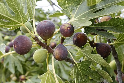 fig tree