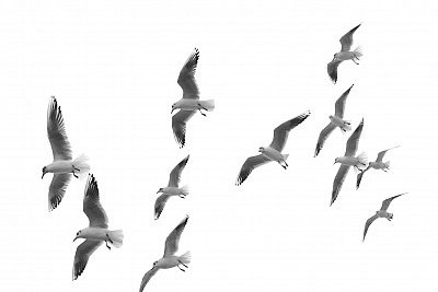 fly