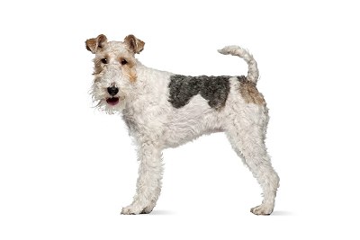 fox terrier