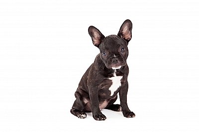 French bulldog