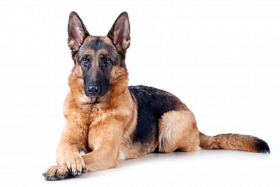 German shepherd