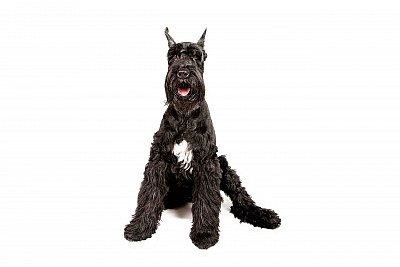 giant schnauzer