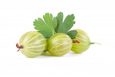 gooseberry