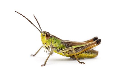 grasshopper