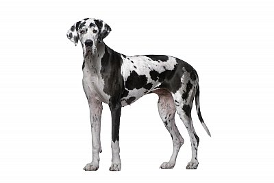 Great Dane