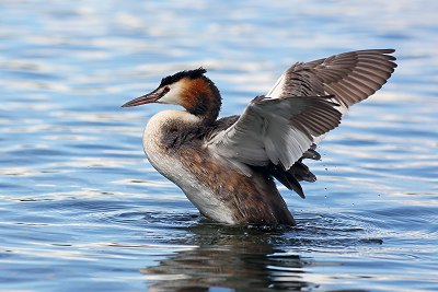 grebe