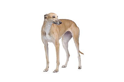 greyhound