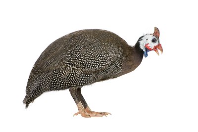 guinea fowl