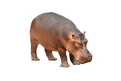 hippo