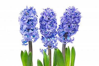 hyacinth