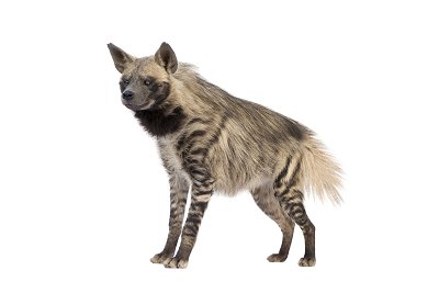 hyena