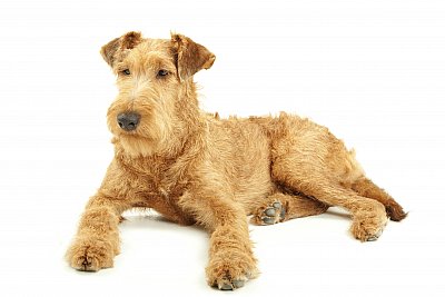 Irish terrier