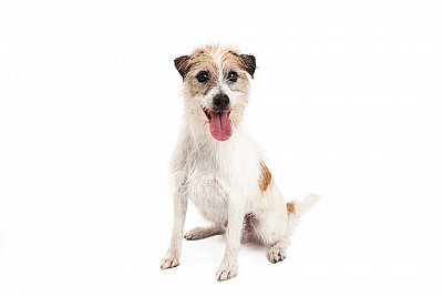 Jack Russell terrier