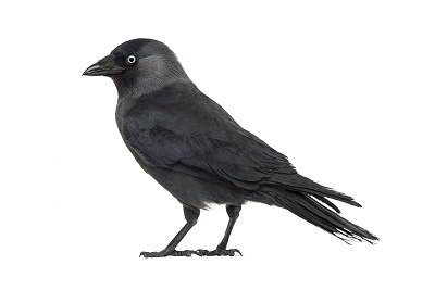 jackdaw