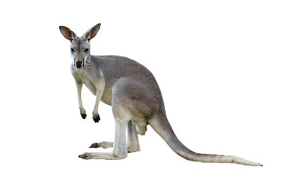kangaroo